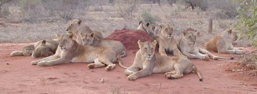 3 days Tsavo East and Amboseli safari from Diani/Mombasa - The safari vehicle and why the roof matters