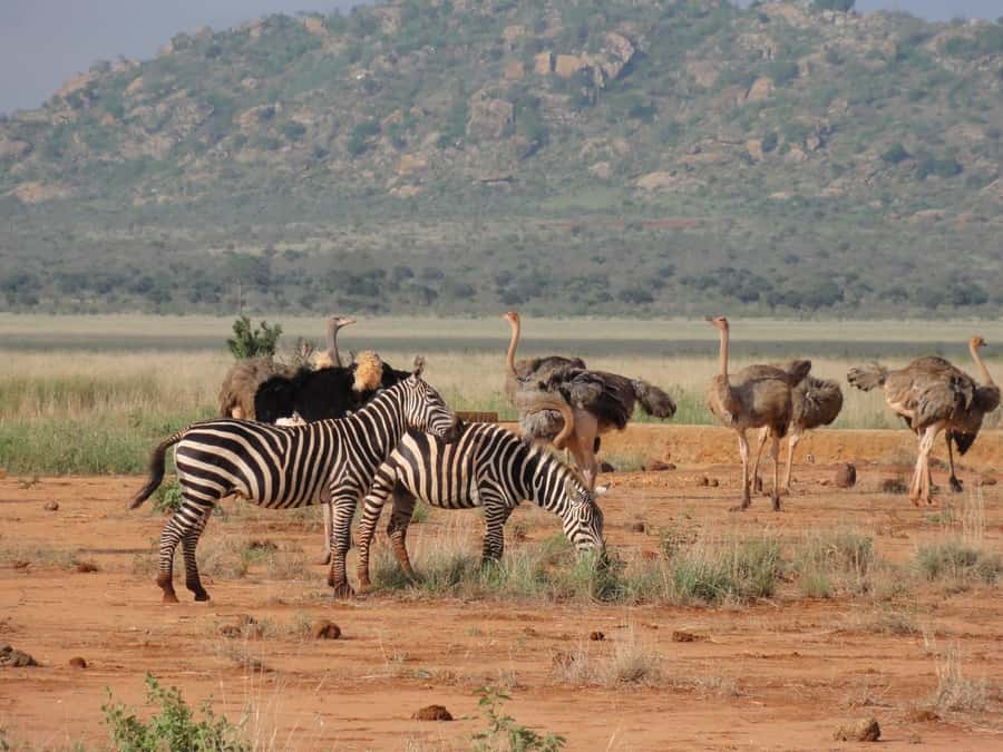 3 days Tsavo East and Amboseli safari from Diani/Mombasa - Booking details worth knowing