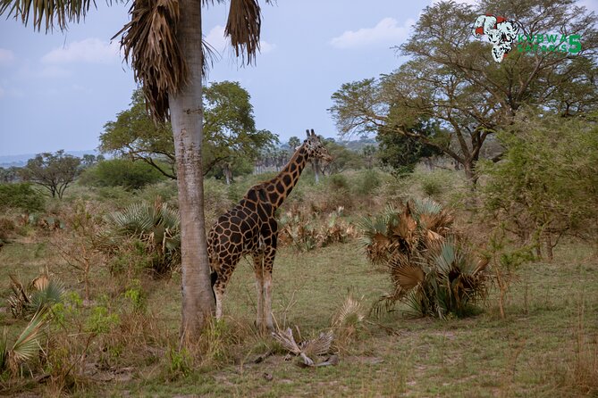 3 Days Wild Tour Queen Elizabeth National Park Safari Uganda - What the three days really involve