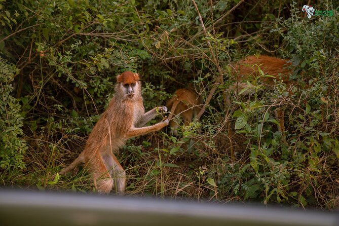 3 Days Wild Tour Queen Elizabeth National Park Safari Uganda - What the $1,300 price covers