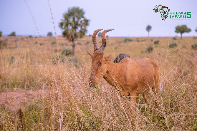 3 Days Wild Tour Queen Elizabeth National Park Safari Uganda - Who will enjoy this safari most