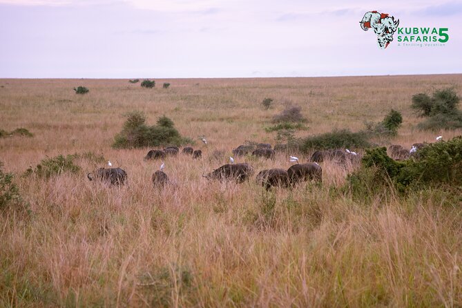 3 Days Wild Tour Queen Elizabeth National Park Safari Uganda - Booking advice and final verdict