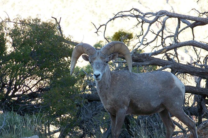 3 Hour Back-Road Safari to Grand Canyon with Entrance Gate By-Pass at 9:30 am - Hopi House and the historic village core