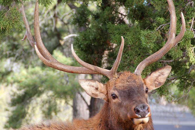 3 Hour Back-Road Safari to Grand Canyon with Entrance Gate By-Pass at 9:30 am - Is $130 a fair price?