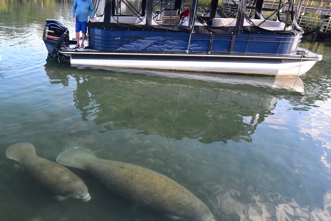 3 Hour See Crystal River Wildlife Safari Boat Cruise - Key points to know before booking