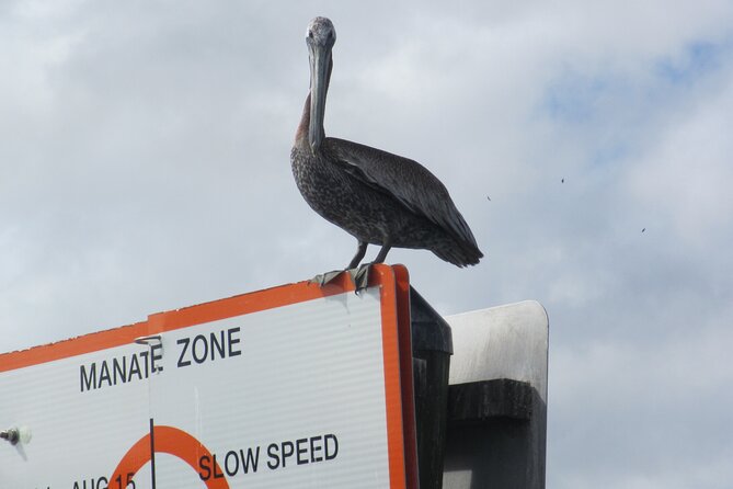 3 Hour See Crystal River Wildlife Safari Boat Cruise - Manatees, birds, and the value of a good captain