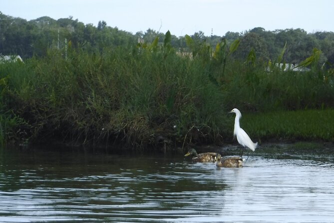 3 Hour See Crystal River Wildlife Safari Boat Cruise - Passing the Crystal River temple mound remnants