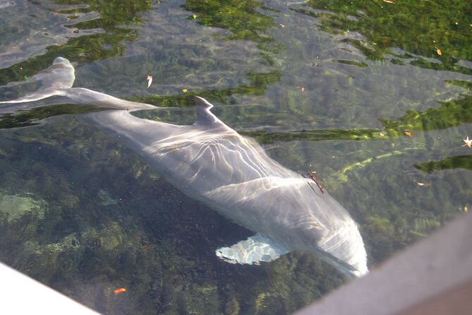 3 Hour See Crystal River Wildlife Safari Boat Cruise - Morning or afternoon: choosing your departure