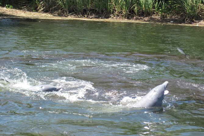 3 Hour See Crystal River Wildlife Safari Boat Cruise - What to bring for a more comfortable ride
