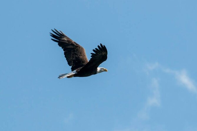 3 Hour See Crystal River Wildlife Safari Boat Cruise - How much value do you get for $64.95?