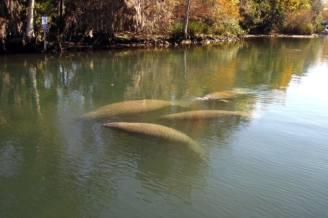 3 Hour See Crystal River Wildlife Safari Boat Cruise - The small-group feel and possible drawbacks