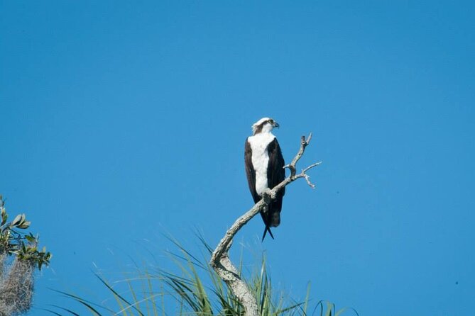 3 Hour See Crystal River Wildlife Safari Boat Cruise - Three hours from Shrimp Landing to the Gulf