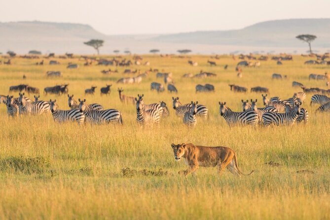 4-Day Budget Tarangire, Serengeti, Ngorongoro Safari Guided Tour - Key points to know before booking