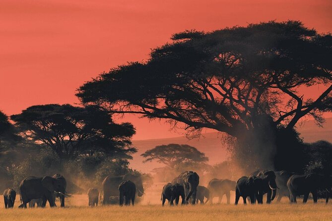 4-Day Budget Tarangire, Serengeti, Ngorongoro Safari Guided Tour - Day 1: Tarangire and the river that gathers wildlife
