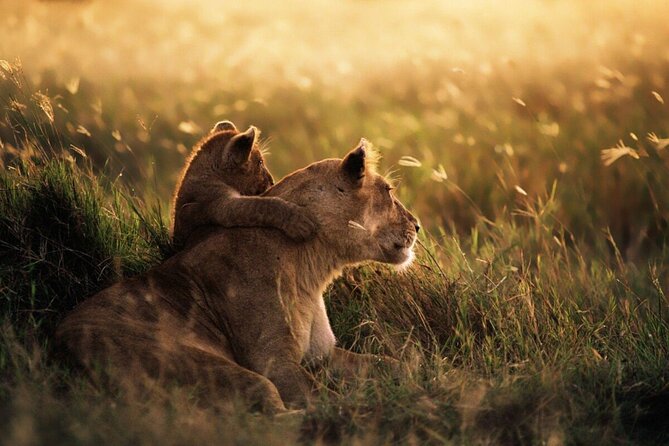 4-Day Budget Tarangire, Serengeti, Ngorongoro Safari Guided Tour - Day 3: From Serengeti to Ngorongoro