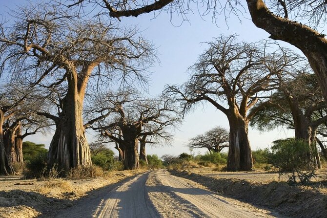 4-Day Budget Tarangire, Serengeti, Ngorongoro Safari Guided Tour - Guides, cooks, and the human side of the trip