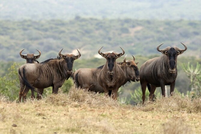 4-Day Budget Tarangire, Serengeti, Ngorongoro Safari Guided Tour - Day 2: A long road into central Serengeti