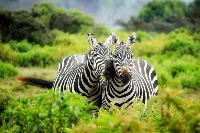 4-Day fascinating Camping Safari in Tanzania - What the pace means for you