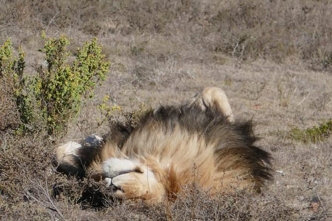 4 Day Garden Route Adventure & Safari - Guides can make or break the experience