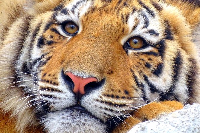 4 Day Golden Triangle with Ranthambore Tiger Safari Tour from Delhi - Ranthambore safari: thrilling, cold, and never certain