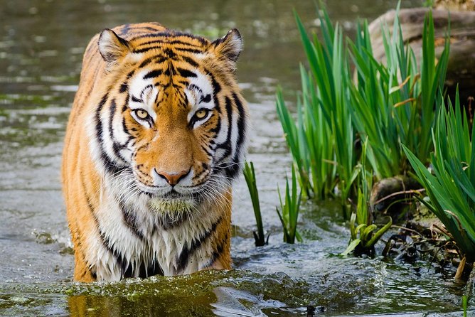 4 Day Golden Triangle with Ranthambore Tiger Safari Tour from Delhi - Day two: Taj Mahal at sunrise and the road to Ranthambore