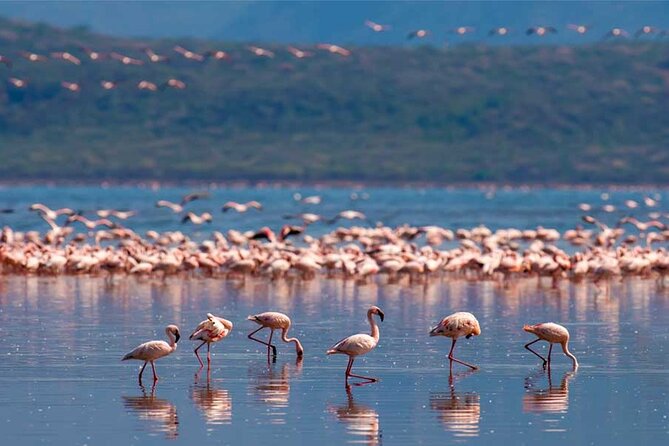 4 Day Great Migration Safari Serengeti & Ngorongoro Crater - Day Four: The Ngorongoro Crater Wildlife Circuit