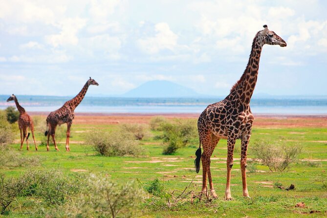 4 Day Great Migration Safari Serengeti & Ngorongoro Crater - Guides, Food, and the Human Side