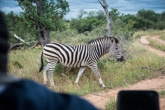 4 Day Lodge and Treehouse Kruger National Park Safari - What this four-day Kruger safari is really offering