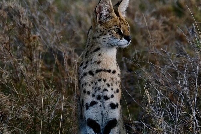 4-Day Majestic Group Tour in Safari - Day Four: Lake Manyara and a Maasai Cultural Visit