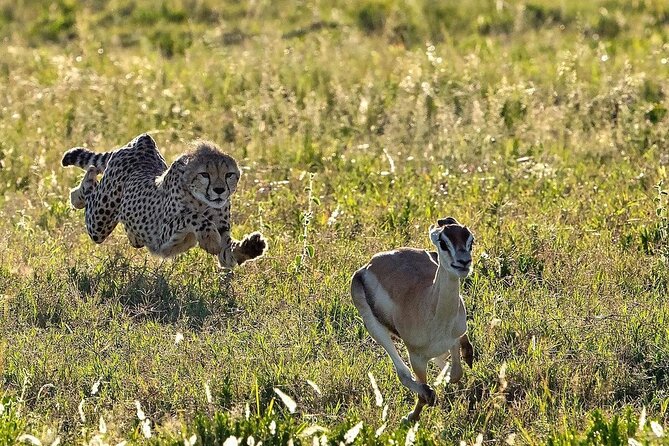 4-Day Majestic Group Tour in Safari - The Vehicle, Guide, and Small-Group Setup