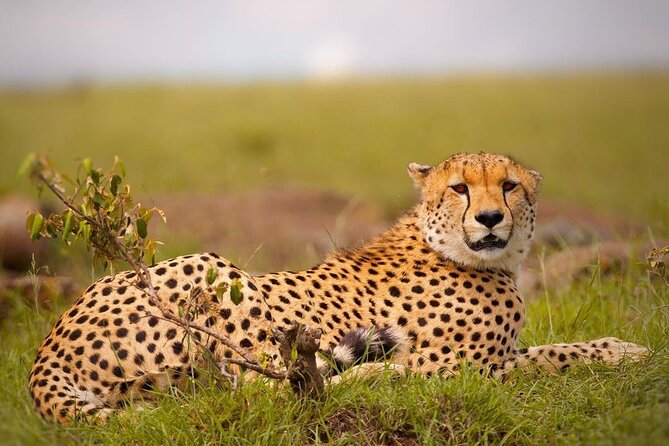 4-Day Majestic Group Tour in Safari - Meals, Water, and Sleeping Arrangements