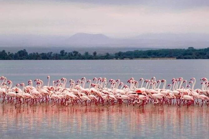 4-Day Majestic Group Tour in Safari - Who Will Enjoy This Route Most?
