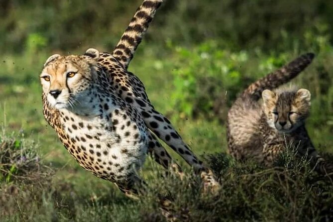 4-Day Majestic Group Tour in Safari - Day Two: Tarangire’s Elephants, River, and Baobabs