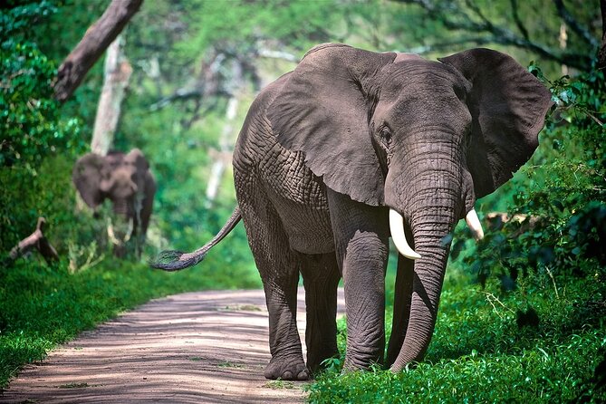4-Day Manyara Serengeti and Ngorongoro Wonders Budget Safari Tour - Ngorongoro Crater and the search for rhinos