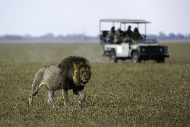 4-Day Manyara Serengeti and Ngorongoro Wonders Budget Safari Tour - The Jeep, group size, and guide experience