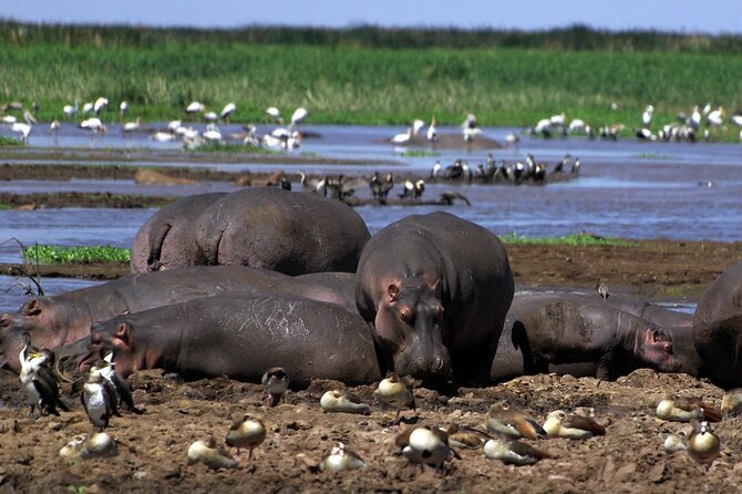 4-Day Manyara Serengeti and Ngorongoro Wonders Budget Safari Tour - Food, camping, and what the price really covers