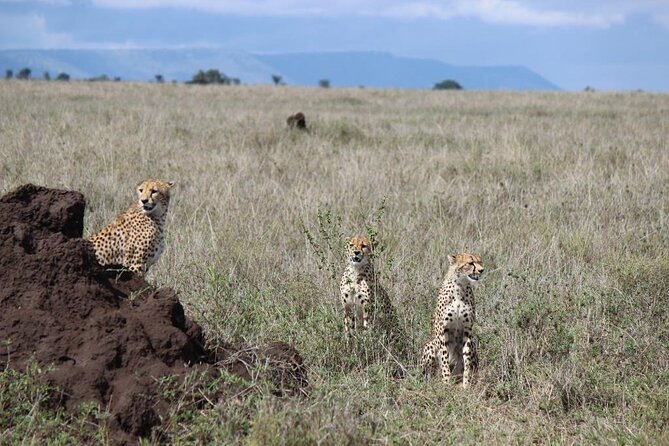 4-Day Safari from Arusha: Tarangire, Serengeti and Ngorongoro - Three Great Parks in Four Days