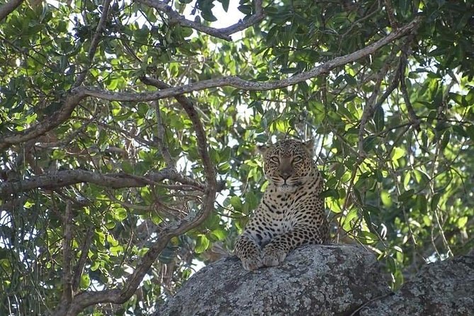 4-Day Safari from Arusha: Tarangire, Serengeti and Ngorongoro - Day Three: The Ngorongoro Conservation Area