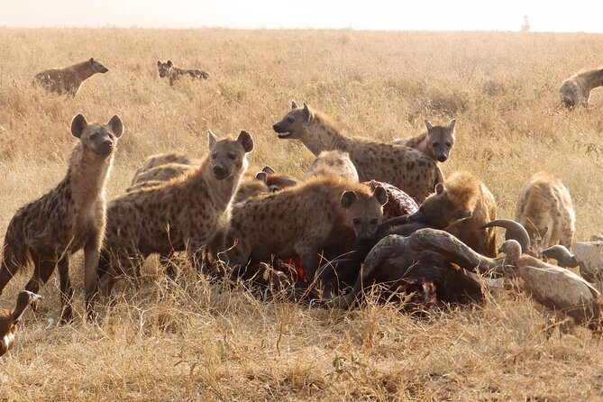 4-Day Safari from Arusha: Tarangire, Serengeti and Ngorongoro - Day Four: The Wildlife Bowl of Ngorongoro Crater