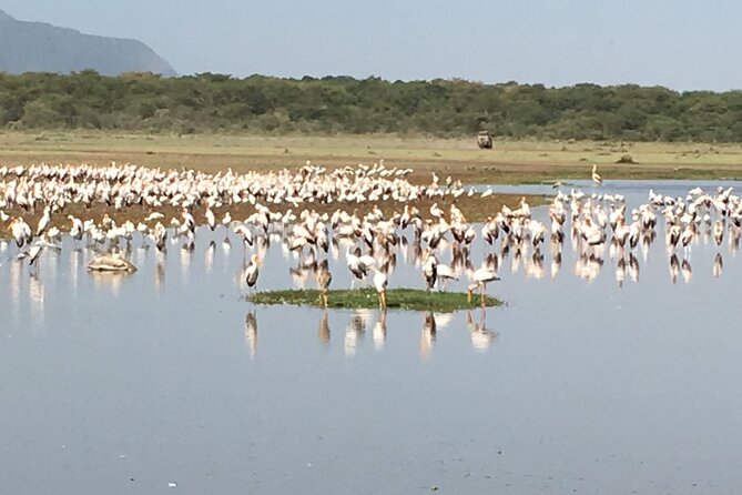 4-Day Safari from Arusha: Tarangire, Serengeti and Ngorongoro - The Private Vehicle Advantage