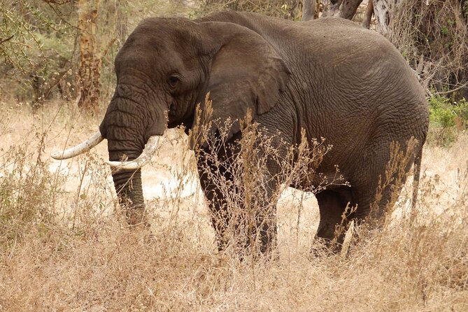 4-Day Safari from Arusha: Tarangire, Serengeti and Ngorongoro - Is the $1,754.88 price good value?