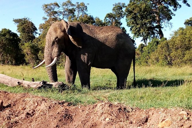 4-Day Safari: Lake Manyara, Serengeti & Ngorongoro - Day three: More Serengeti, then Ngorongoro Conservation Area