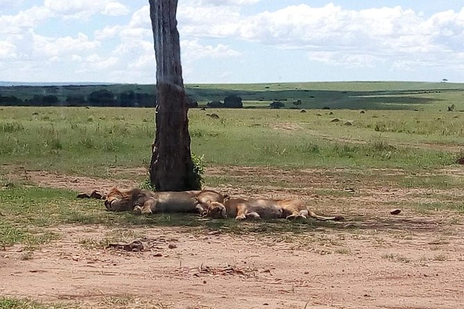 4-Day Safari: Lake Manyara, Serengeti & Ngorongoro - Day four: A half-day safari inside Ngorongoro Crater