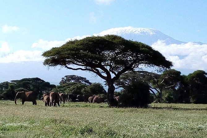 4-Day Safari: Lake Manyara, Serengeti & Ngorongoro - The guide can make or break the experience