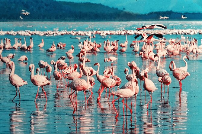 4-Day Safari to Tarangire ,Serengeti and Ngorongoro crater from Arusha - Who should book this safari