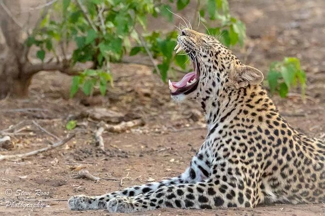 4-Day Safari to Tarangire ,Serengeti and Ngorongoro crater from Arusha - Day two: across the crater highlands to the Serengeti