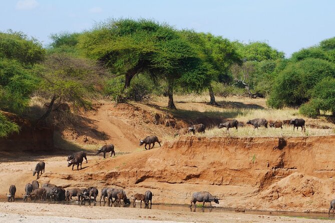 4-Day Safari to Tarangire, Serengeti and Ngorongoro from Arusha - Join a group - Day 3: Early Serengeti viewing and the crater rim