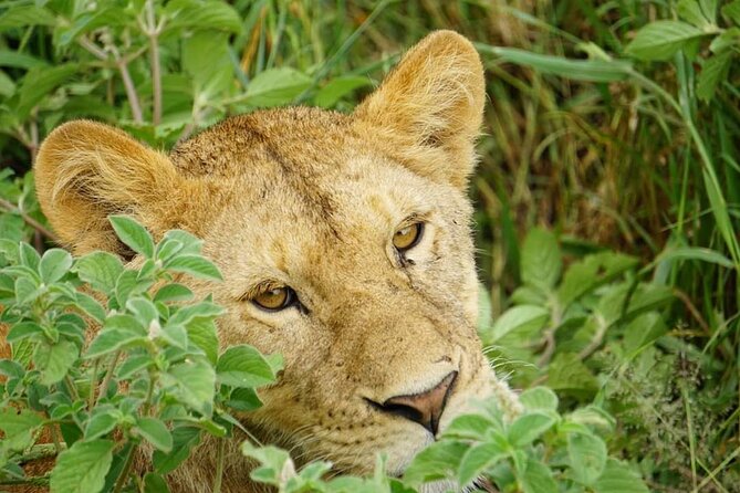 4-Day Safari to Tarangire, Serengeti and Ngorongoro from Arusha - Join a group - Day 4: Ngorongoro Crater and the return to Arusha