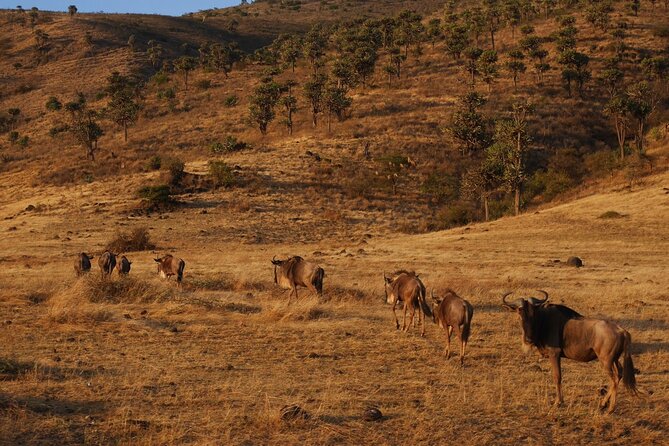 4-Day Safari to Tarangire, Serengeti and Ngorongoro from Arusha - Join a group - Camping, comfort, and group life