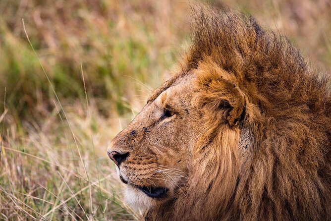 4-Day Simba Safari - Mid Range Tour - What the $2,179 safari really buys you